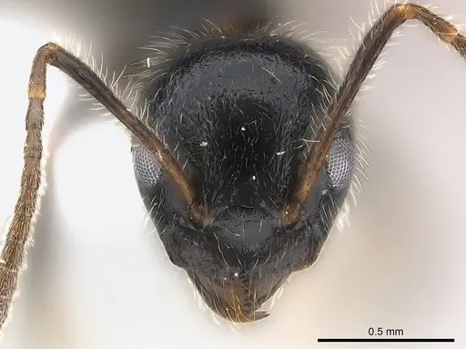 Axinidris acholli specimen CASENT0217121 image casent0217121_2