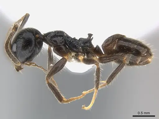 Axinidris acholli specimen CASENT0217121 image casent0217121_3