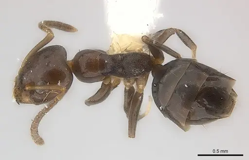 Axinidris bidens specimen CASENT0217130 image casent0217130_1