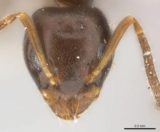 Axinidris bidens specimen CASENT0217130 image casent0217130_2
