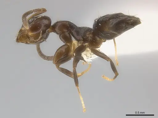 Axinidris bidens specimen CASENT0217130 image casent0217130_3