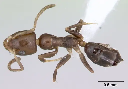 Axinidris bidens specimen CASENT0403871 image casent0403871_1