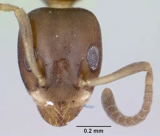 Axinidris bidens specimen CASENT0403871 image casent0403871_2