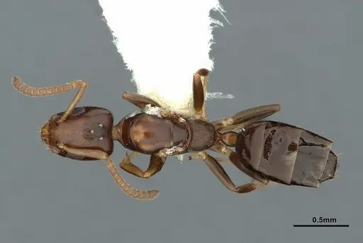 Axinidris bidens specimen CASENT0886024 image casent0886024_1