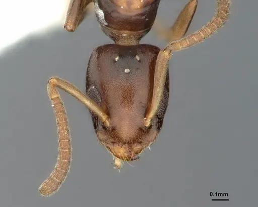 Axinidris bidens specimen CASENT0886024 image casent0886024_2