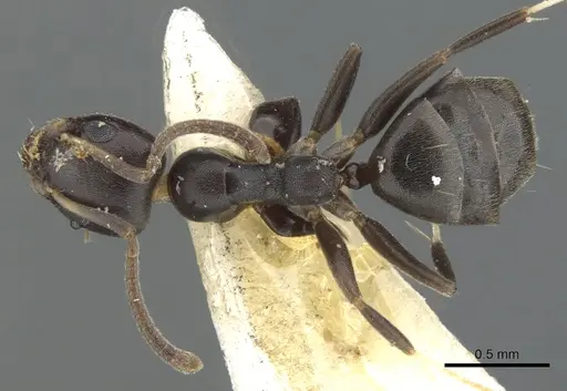 Axinidris bidens specimen CASENT0902930 image casent0902930_1