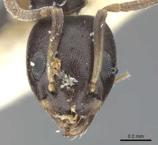 Axinidris bidens specimen CASENT0902930 image casent0902930_2
