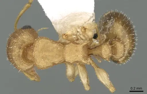 Axinidris denticulata specimen CASENT0906197 image casent0906197_1