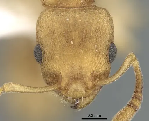 Axinidris denticulata specimen CASENT0906197 image casent0906197_2