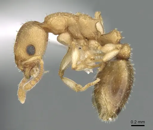 Axinidris denticulata specimen CASENT0906197 image casent0906197_3