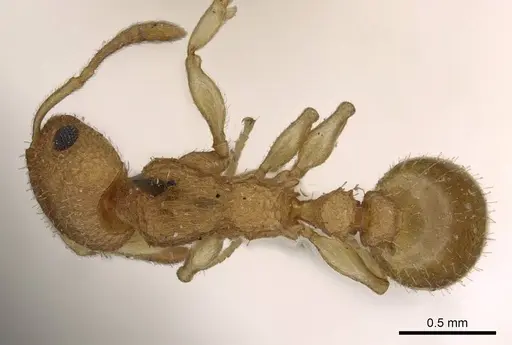 Axinidris denticulata specimen CASENT0908992 image casent0908992_1