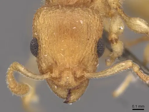 Axinidris denticulata specimen CASENT0908992 image casent0908992_2