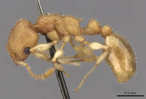 Axinidris denticulata specimen CASENT0908992 image casent0908992_3