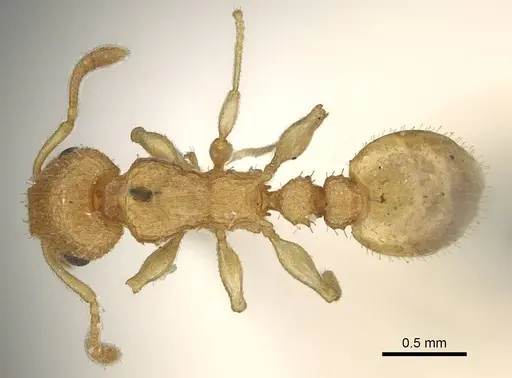 Axinidris denticulata specimen CASENT0914923 image casent0914923_1
