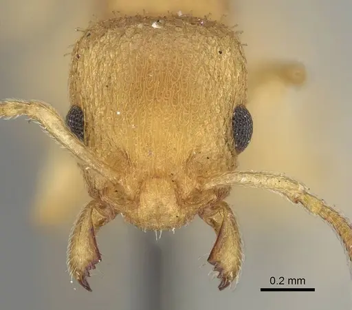 Axinidris denticulata specimen CASENT0914923 image casent0914923_2