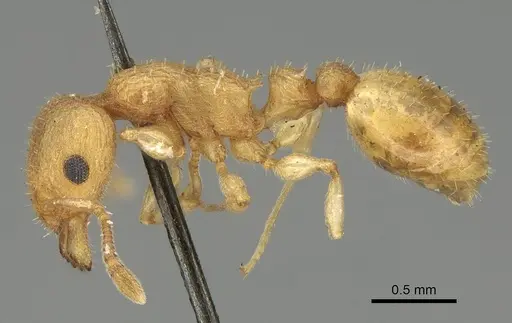 Axinidris denticulata specimen CASENT0914923 image casent0914923_3