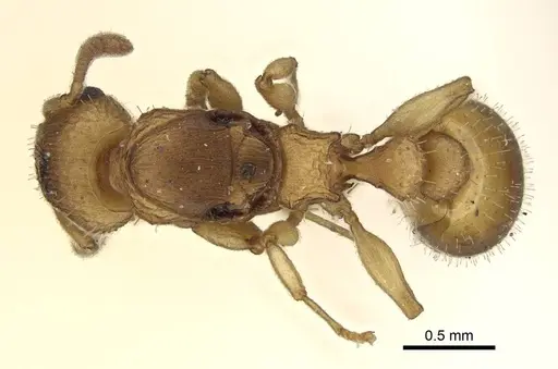 Axinidris denticulata specimen CASENT0914924 image casent0914924_1