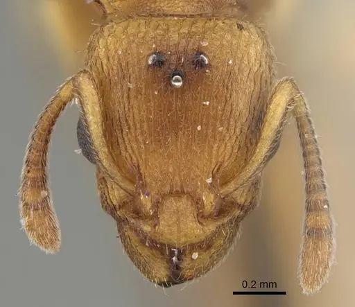 Axinidris denticulata specimen CASENT0914924 image casent0914924_2