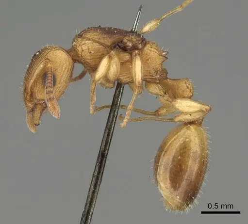 Axinidris denticulata specimen CASENT0914924 image casent0914924_3