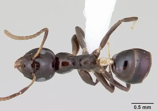Axinidris gabonica specimen CASENT0003124 image casent0003124_1