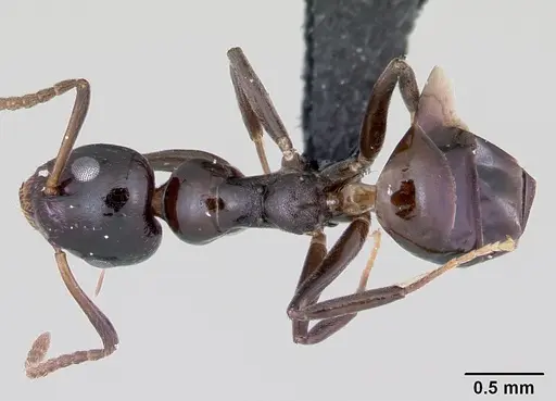 Axinidris gabonica specimen CASENT0003125 image casent0003125_1