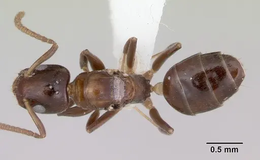 Axinidris gabonica specimen CASENT0103412 image casent0103412_1