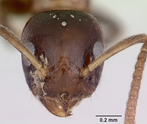 Axinidris gabonica specimen CASENT0103412 image casent0103412_2
