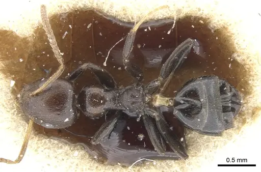 Axinidris ghanensis specimen CASENT0902931 image casent0902931_1