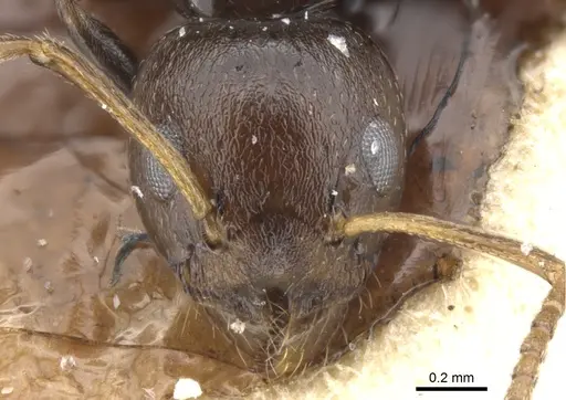 Axinidris ghanensis specimen CASENT0902931 image casent0902931_2
