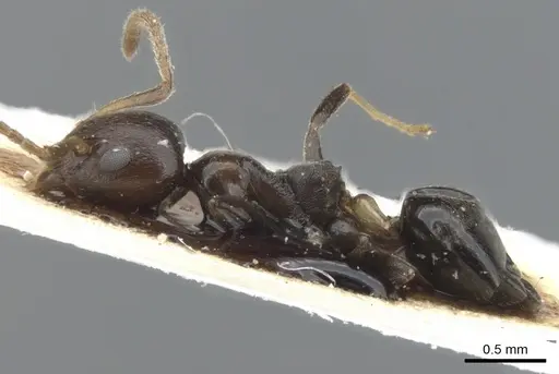 Axinidris ghanensis specimen CASENT0902931 image casent0902931_3