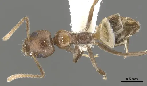 Axinidris hylekoites specimen CASENT0902932 image casent0902932_1