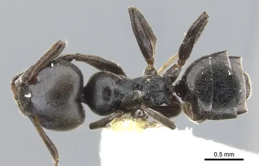Axinidris kakamegensis specimen CASENT0902934 image casent0902934_1