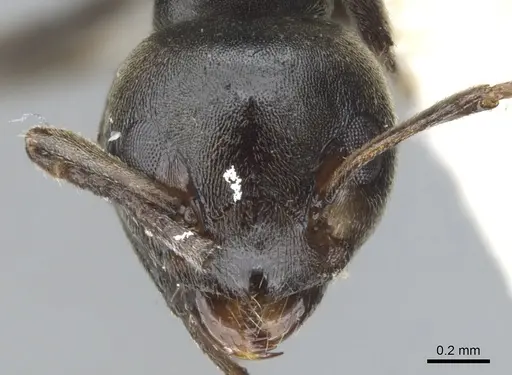 Axinidris kakamegensis specimen CASENT0902934 image casent0902934_2