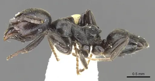 Axinidris kakamegensis specimen CASENT0902934 image casent0902934_3
