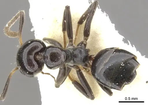 Axinidris kinoin specimen CASENT0902936 image casent0902936_1