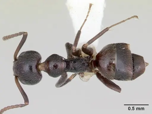 Axinidris lignicola specimen CASENT0172613 image casent0172613_1