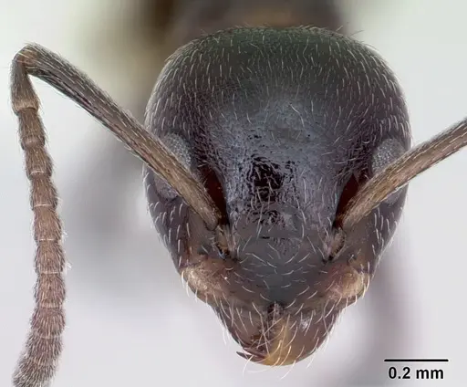 Axinidris lignicola specimen CASENT0172613 image casent0172613_2