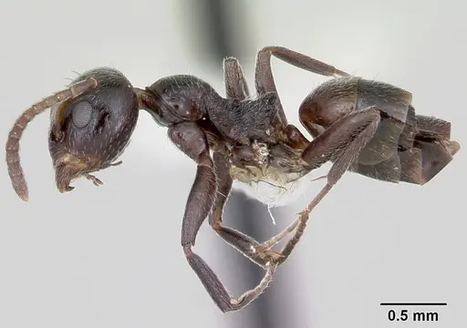 Axinidris lignicola specimen CASENT0172613 image casent0172613_3
