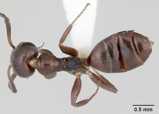 Axinidris lignicola specimen CASENT0172614 image casent0172614_1