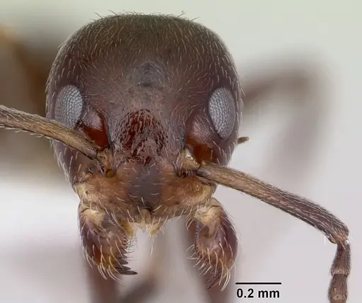 Axinidris lignicola specimen CASENT0172614 image casent0172614_2