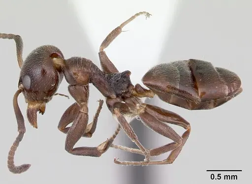 Axinidris lignicola specimen CASENT0172614 image casent0172614_3