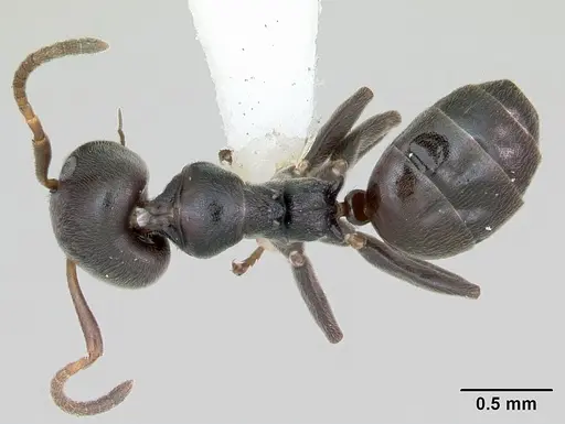 Axinidris luhya specimen CASENT0172612 image casent0172612_1