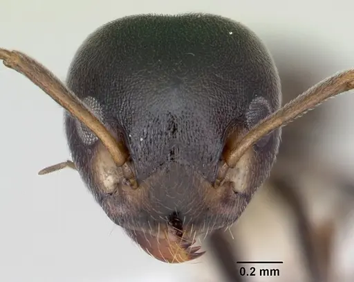 Axinidris luhya specimen CASENT0172612 image casent0172612_2