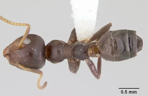 Axinidris luhya specimen CASENT0172615 image casent0172615_1