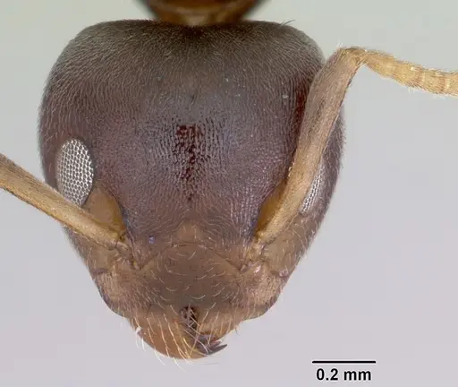 Axinidris luhya specimen CASENT0172615 image casent0172615_2