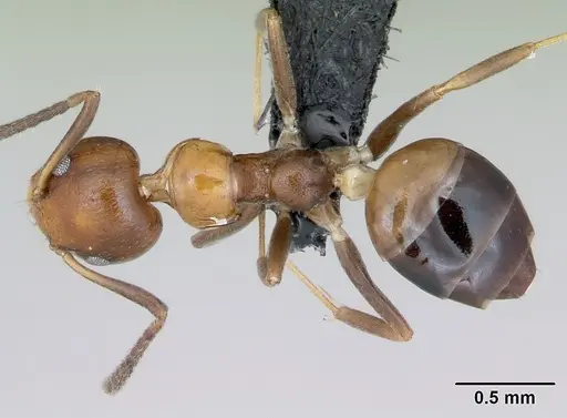 Axinidris mlalu specimen CASENT0090706 image casent0090706_1