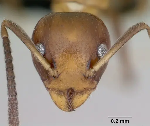 Axinidris mlalu specimen CASENT0090706 image casent0090706_2