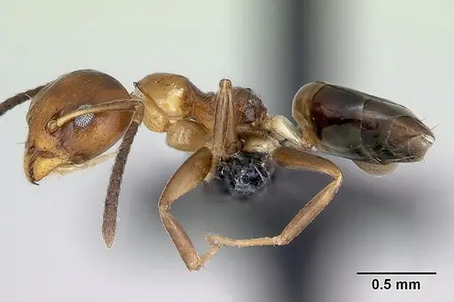 Axinidris mlalu specimen CASENT0090706 image casent0090706_3