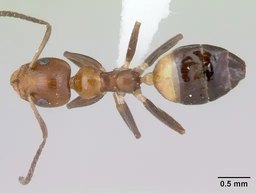 Axinidris mlalu specimen CASENT0403547 image casent0403547_1