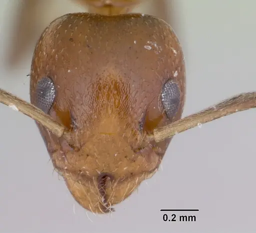 Axinidris mlalu specimen CASENT0403547 image casent0403547_2